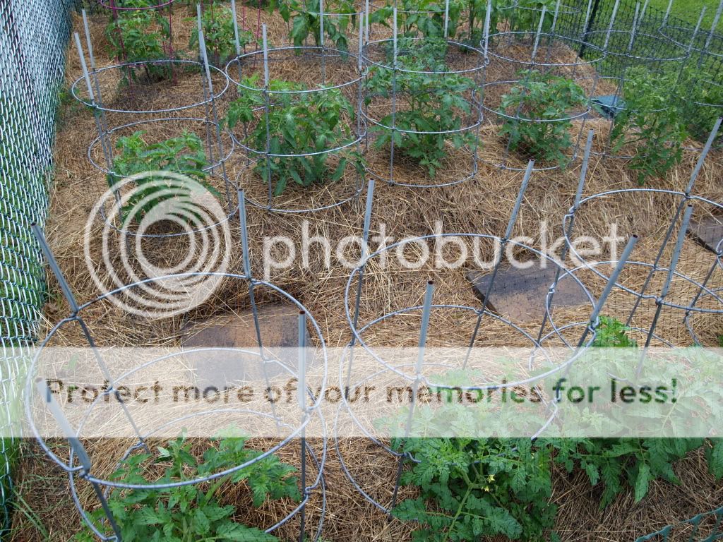 Hay mulch for tomatoes