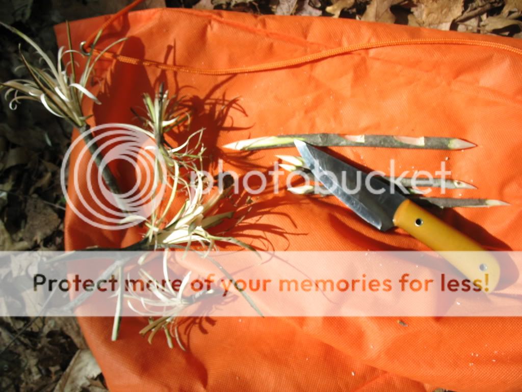 [Linked Image from i432.photobucket.com]