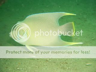 Queen Angelfish