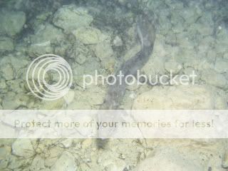 Fresh Water Eel