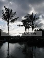 coconuttrees.jpg